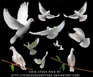 paloma colomba della pace